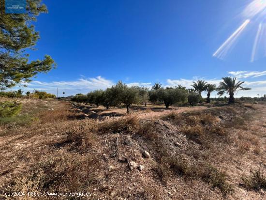 SE VENDE FINCA RÚSTICA EN PARTIDA ALTABIX A 5 MINUTOS DE ELCHE - ALICANTE