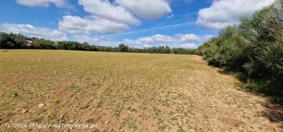 FINCA RUSTICA EN VENTA EN MANACOR - BALEARES