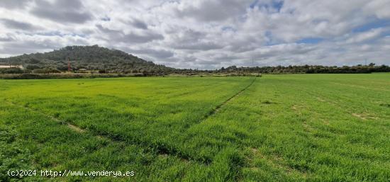 SOLAR EN VENTA EN MANACOR - BALEARES