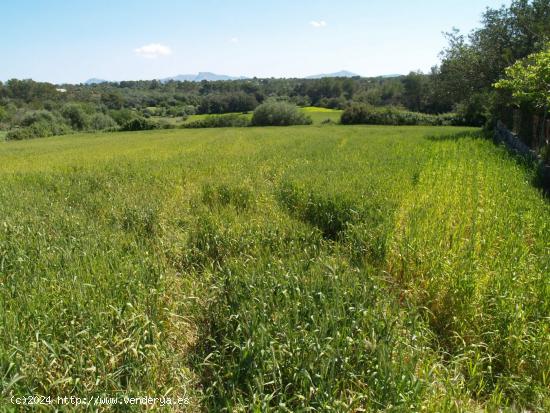 Terreno rural para construir en Santa Margalida, Mallorca - BALEARES