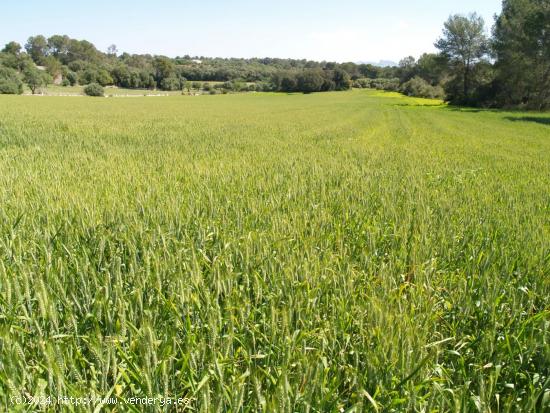 Terreno rural para construir en Santa Margalida, Mallorca - BALEARES