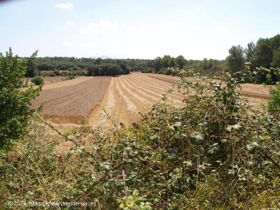 Terreno rural para construir en Santa Margalida, Mallorca - BALEARES