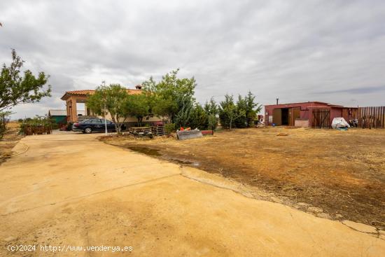 centro de adiestramiento y residencia canina a 25km de Guadalajara - GUADALAJARA