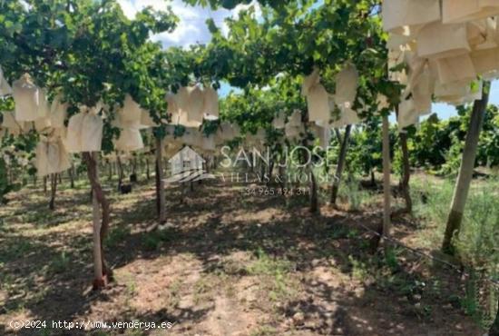 SE VENDE FINCA CON PRODUCCIÓN DE UVA CON VENTA DIRECTA O VENTA APLAZADA EN MONFORTE DEL  CID - ALIC