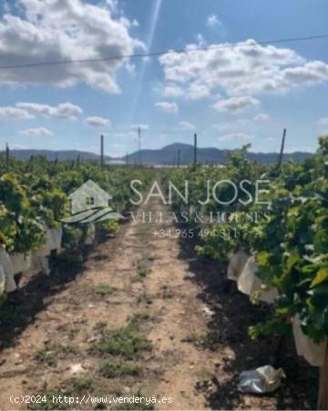 SE VENDE FINCA CON PRODUCCIÓN DE UVA CON VENTA DIRECTA O VENTA APLAZADA EN MONFORTE DEL  CID - ALIC