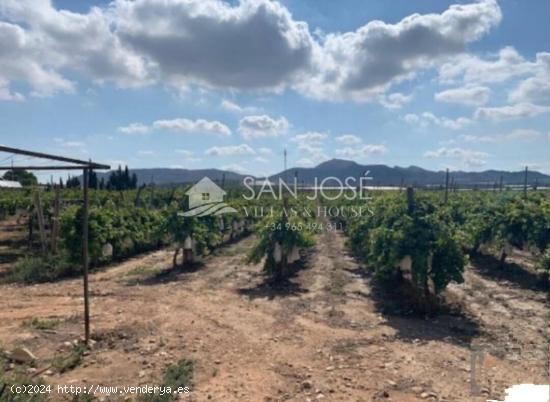 SE VENDE FINCA CON PRODUCCIÓN DE UVA CON VENTA DIRECTA O VENTA APLAZADA EN MONFORTE DEL  CID - ALIC