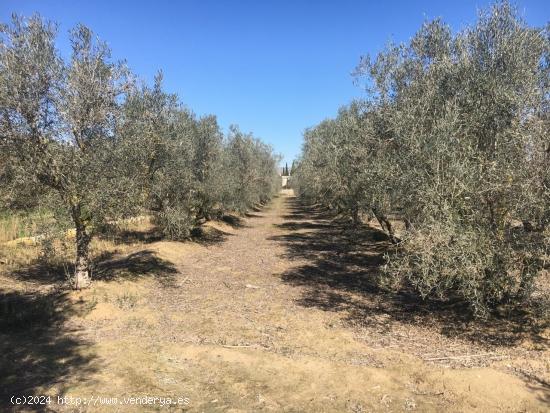  Parcela con nave en el termino de Crevillente - ALICANTE 