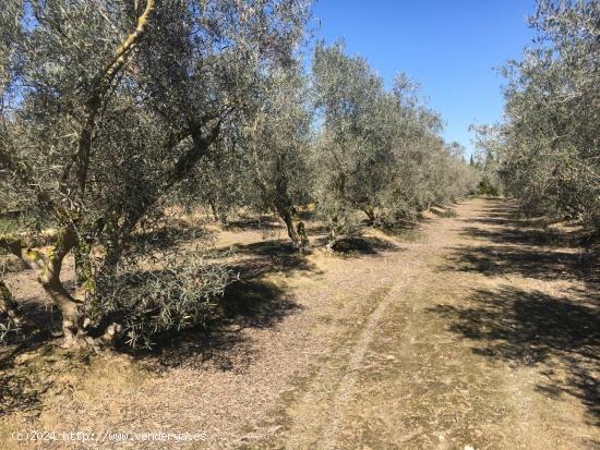 Parcela con nave en el termino de Crevillente - ALICANTE