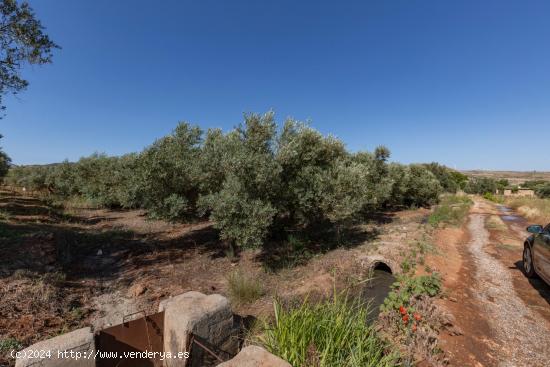 OLIVOS EN PLENO RENDIMIENTO EN COZVÍJAR - GRANADA