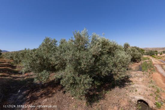 OLIVOS EN PLENO RENDIMIENTO EN COZVÍJAR - GRANADA