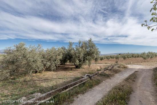 MAGNÍFICA PARCELA CERCANA A CTRA. DE URB. EL TORREÓN - GRANADA