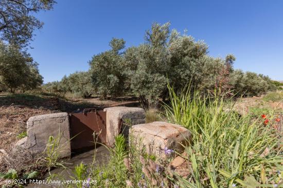 OLIVOS EN PLENO RENDIMIENTO EN COZVÍJAR - GRANADA