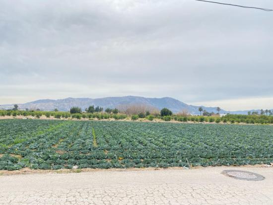 ESPECTACULAR PARCELA URBANA EN SANTA CRUZ MURCIA - MURCIA