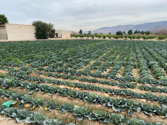 ESPECTACULAR PARCELA URBANA EN SANTA CRUZ MURCIA - MURCIA