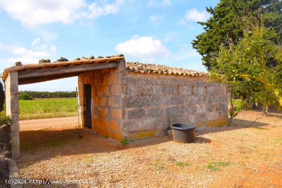 Finca rústica con caseta  de campo en Muro - BALEARES