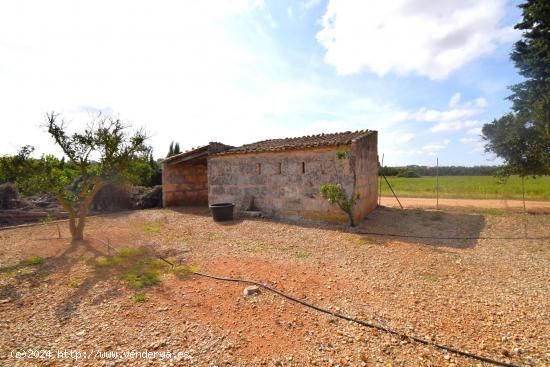 Finca rústica con caseta  de campo en Muro - BALEARES