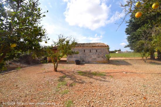 Finca rústica con caseta  de campo en Muro - BALEARES