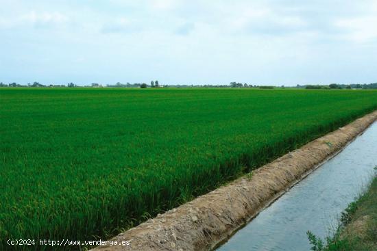 Arrozal con 5,16 Jornales del país - TARRAGONA