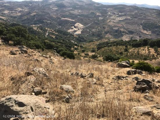  TERRENO RUSTICO EN VILLANUEVA DE LA CONCEPCION - MALAGA 