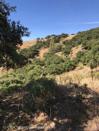 TERRENO RUSTICO EN VILLANUEVA DE LA CONCEPCION - MALAGA