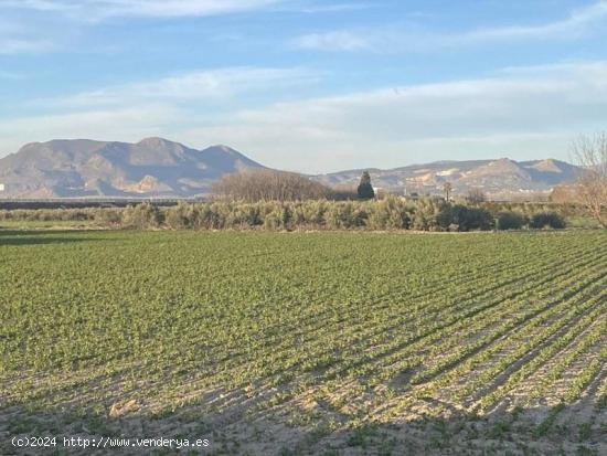 Finca de Regadío - GRANADA