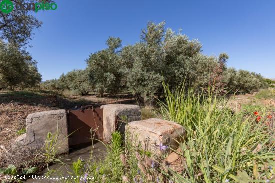 OLIVOS EN PLENO RENDIMIENTO EN COZVÍJAR - GRANADA