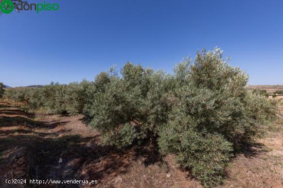 OLIVOS EN PLENO RENDIMIENTO EN COZVÍJAR - GRANADA