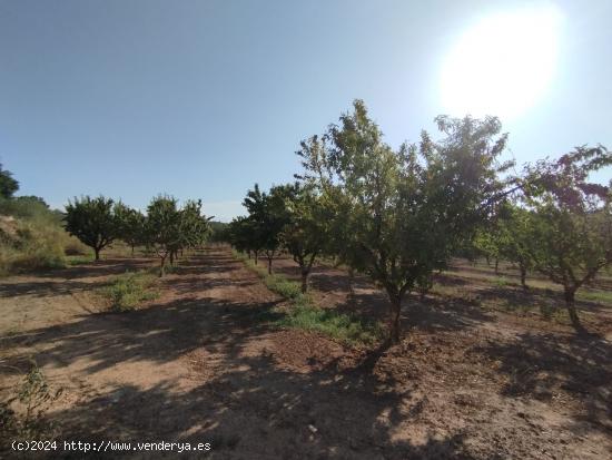 Finca con maset y cultivo por goteo en Torre del Compte - TERUEL