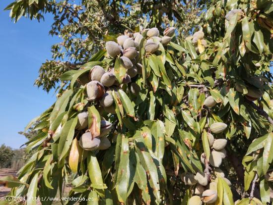 Finca con maset y cultivo por goteo en Torre del Compte - TERUEL