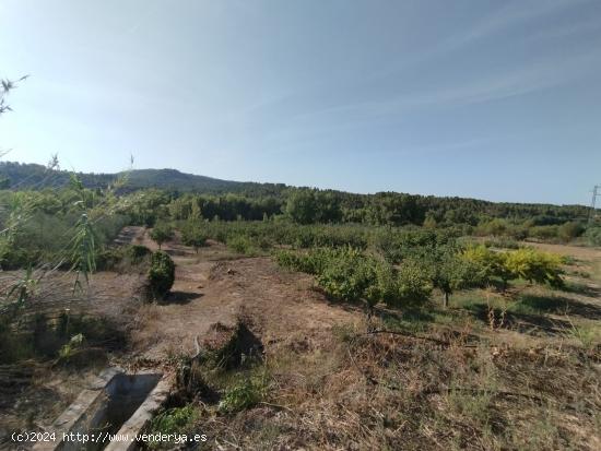 Finca con maset y cultivo por goteo en Torre del Compte - TERUEL