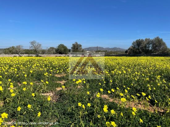 Estupendo terreno con proyecto incluido - BALEARES