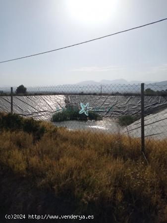 TERRENO CON BALSÓN Y CASETA EN ALHAMA DE MURCIA - MURCIA