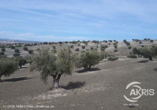 SUELO RUSTICO EN ALAMEDA DE LA SAGRA