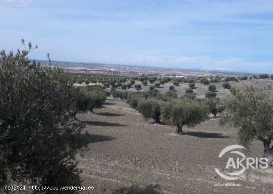 SUELO RUSTICO EN ALAMEDA DE LA SAGRA