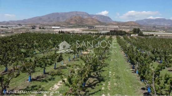 SE VENDE ARBOLES FRUTALES DE CEREZAS EN PLENA PRODUCIÓN - ALICANTE