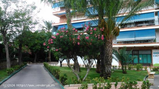 PLAYA SAN JUAN, centrico ALQUILER - ALICANTE