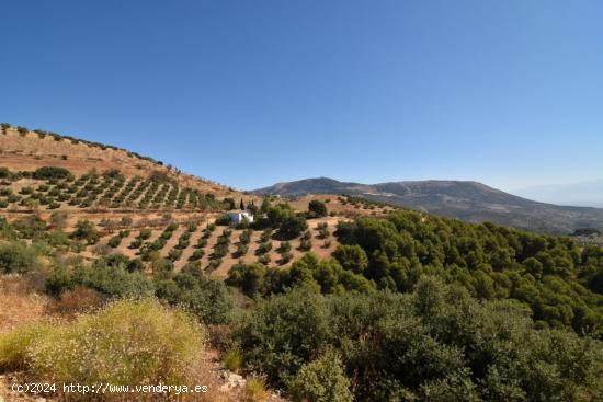  FINCA DE OLIVOS CON CORTIJO EN MONTEFRIO - GRANADA 