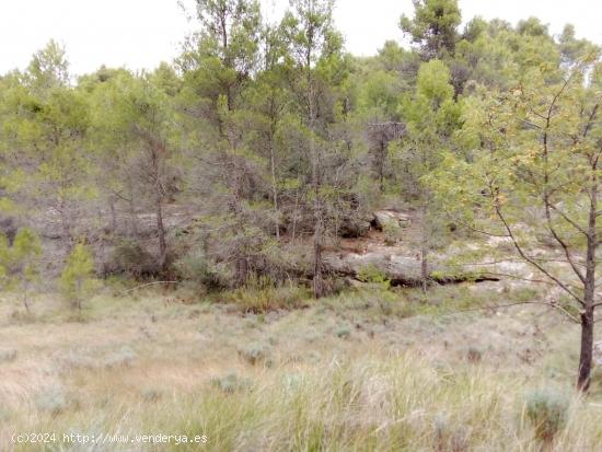 Gran finca con maset en Fórnoles - TERUEL