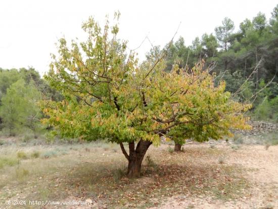 Gran finca con maset en Fórnoles - TERUEL