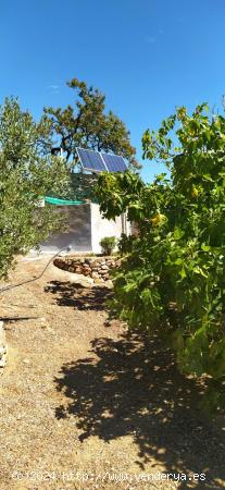 Finca a 1km. de Riudecanyes - TARRAGONA