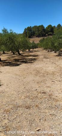 Finca a 1km. de Riudecanyes - TARRAGONA