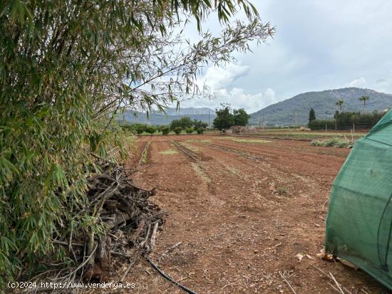 FINCA RUSTICA EN VENTA - BALEARES