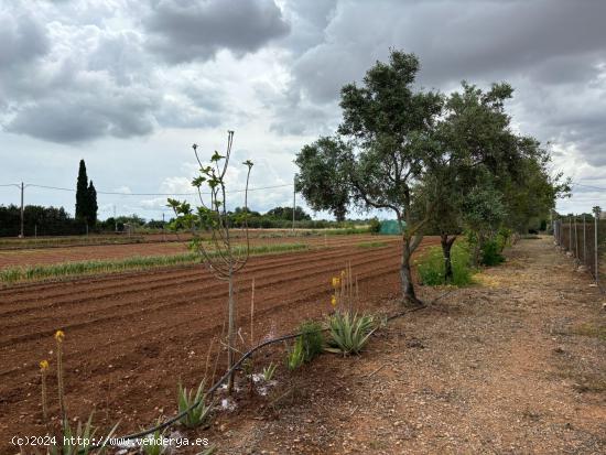 FINCA RUSTICA EN VENTA - BALEARES