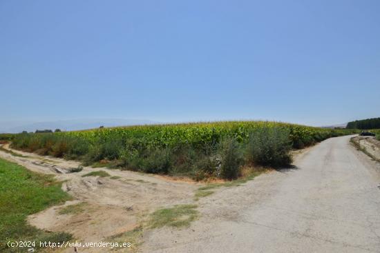  FINCA RUSTICA DE RIEGO EN BELICENA - GRANADA 