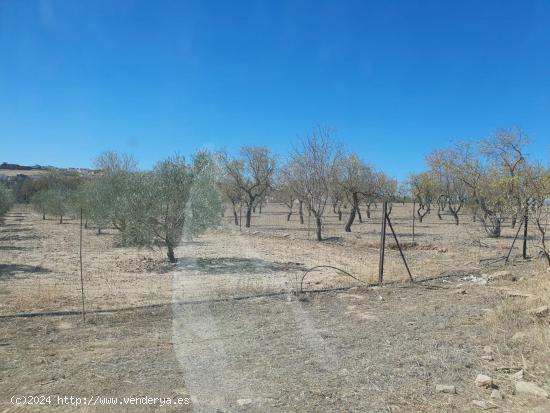 FINA RUSTICA Y URBANA - BADAJOZ