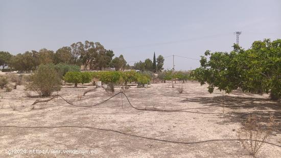  VENTA DE PARCELA EN MOLINA DE SEGURA - MURCIA 