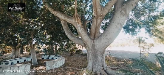 Casa de campo en Matola - ALICANTE