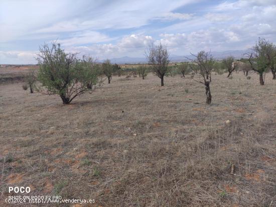 Finca para explotación agrícola - MURCIA