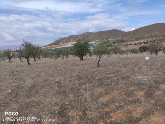 Finca para explotación agrícola - MURCIA