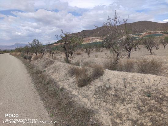 Finca para explotación agrícola - MURCIA